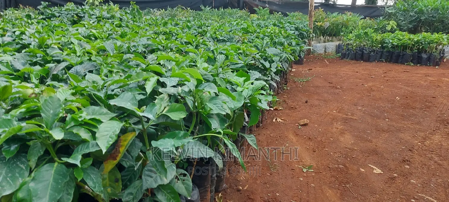 Coffee, Grafted Ruiru 11