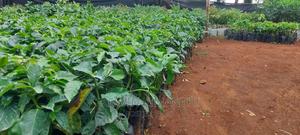 Coffee, Grafted Ruiru 11 - thumbnail 2