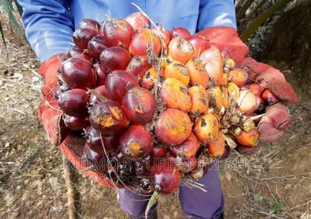 Palm Nut Tree Seedlings - thumbnail 3