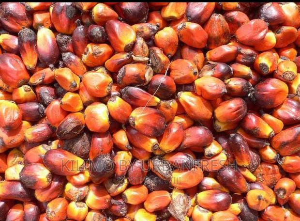 Palm Nut Tree Seedlings - thumbnail 4