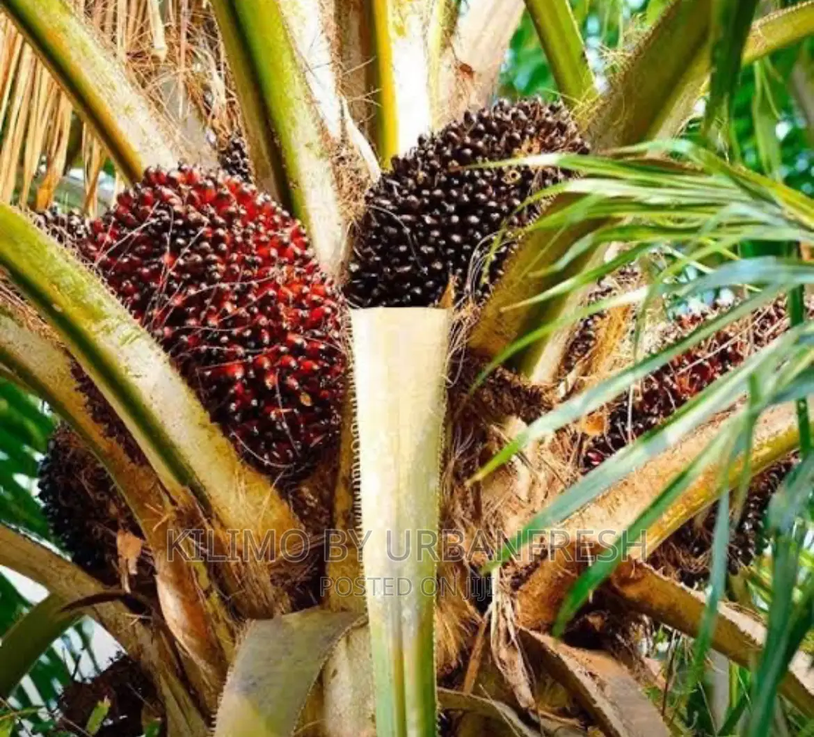 Palm Nut Tree Seedlings