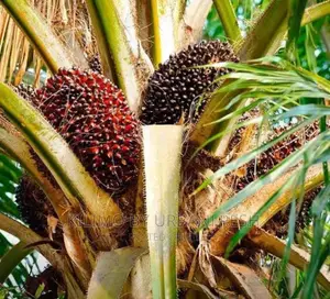 Palm Nut Tree Seedlings