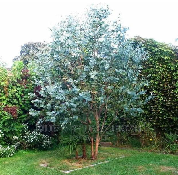 Glow in the Dark Eucalyptus Tree Seedlings. - thumbnail 2