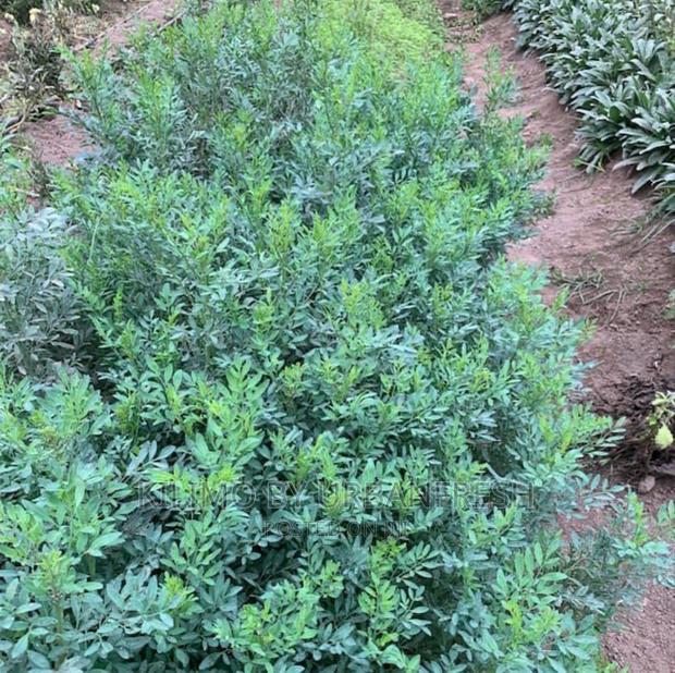 Glow in the Dark Eucalyptus Tree Seedlings. - thumbnail 4