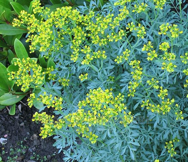 Glow in the Dark Eucalyptus Tree Seedlings. - thumbnail 3