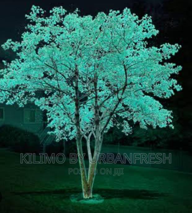 Glow in the Dark Eucalyptus Tree Seedlings. - main view