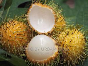 Yellow Rambutan Fruit Seedlings. - thumbnail 2