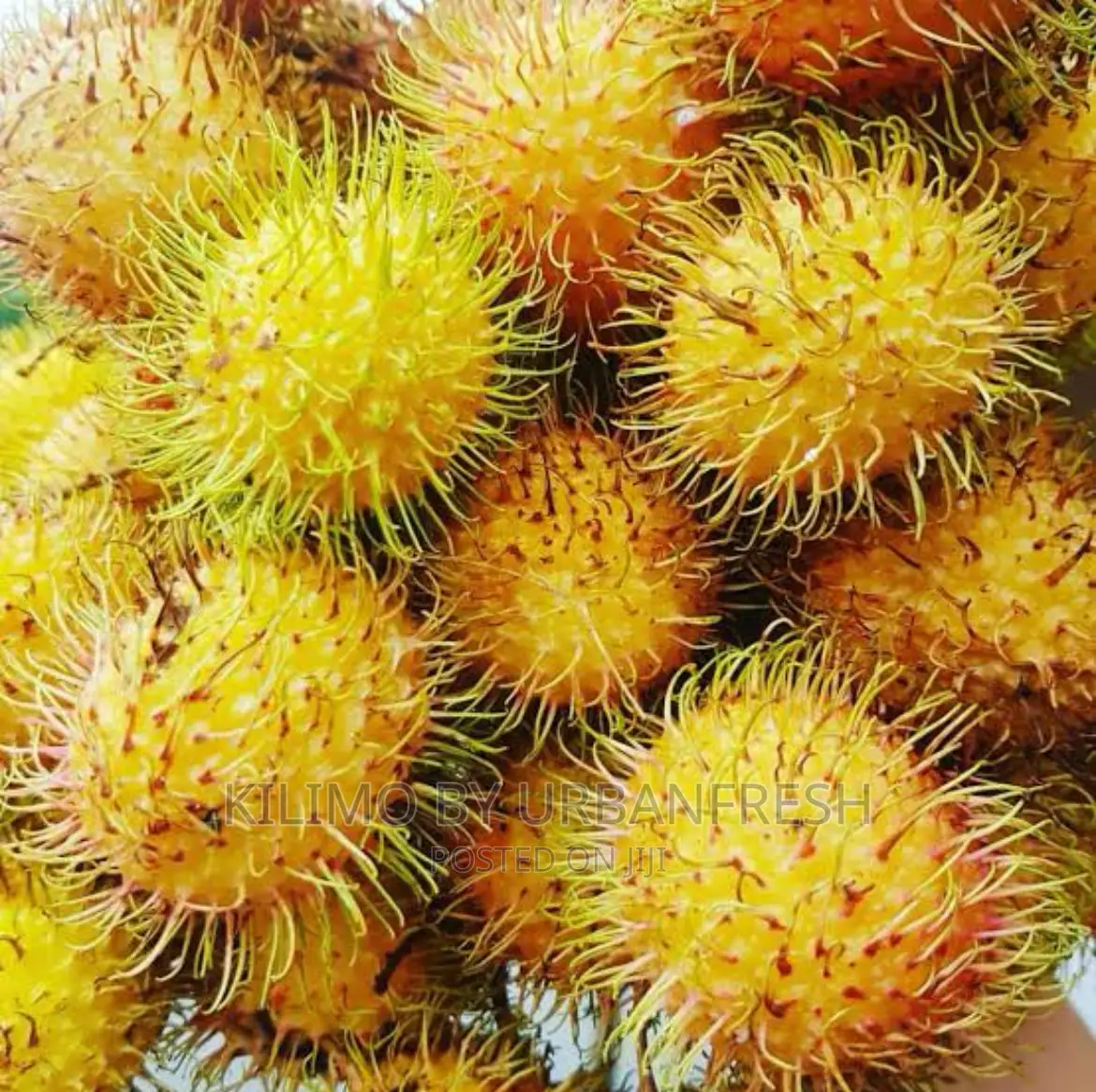 Yellow Rambutan Fruit Seedlings.