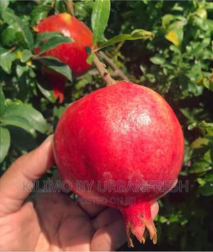 Indian Baghwa Pomegranate Seedlings. - thumbnail 2