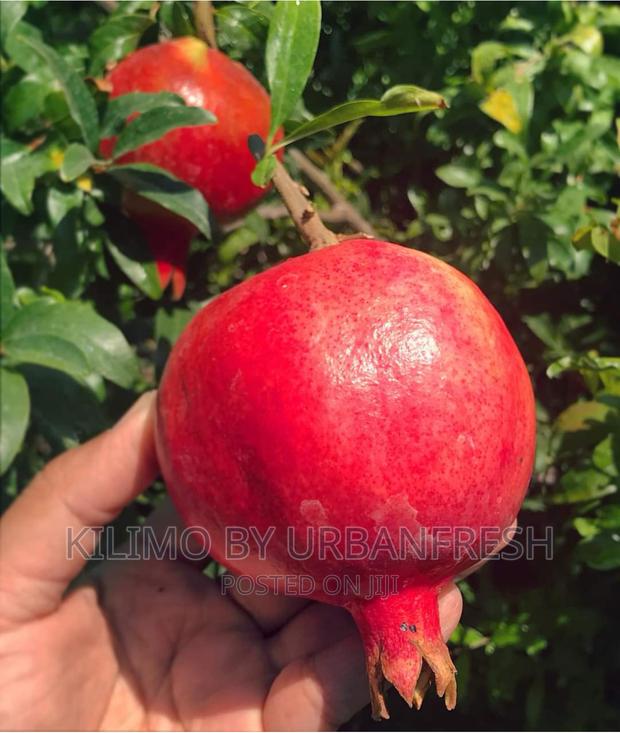 Indian Baghwa Pomegranate Seedlings. - main view
