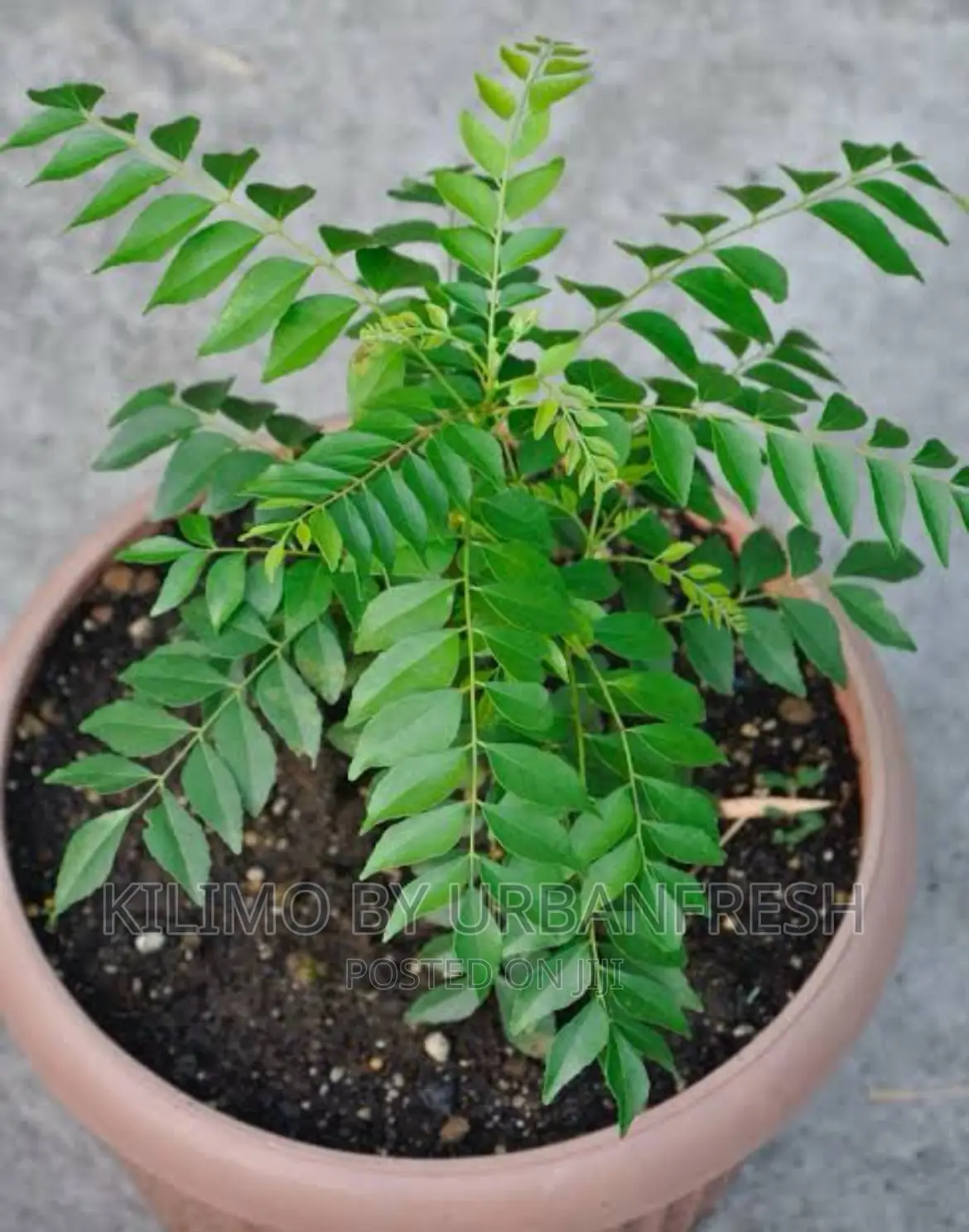 Curry Leaf Seedling.