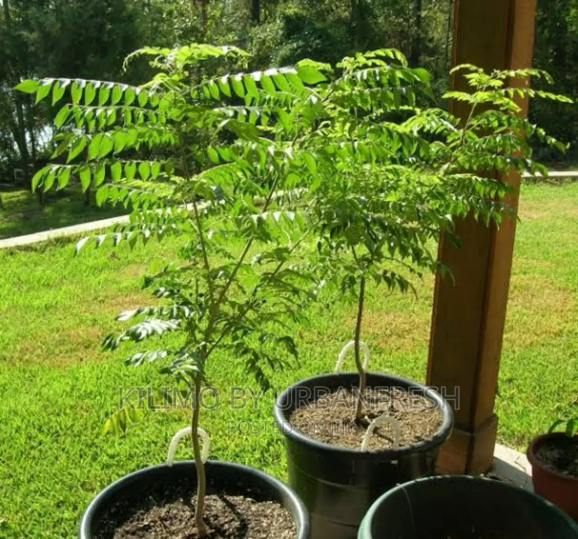 Curry Leaf Seedling.