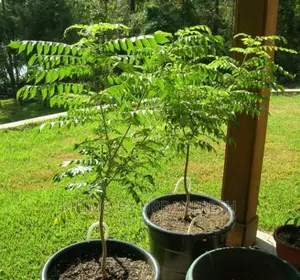 Curry Leaf Seedling.