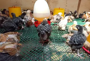 Plastic Chicken Mesh -2,Cm Holes
