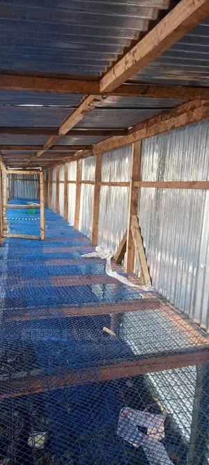 Blue Plastic Chicken Mesh