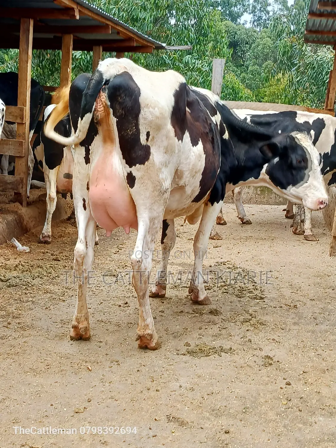 Holstein Friesian Dairy Cow for Sale