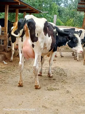 Holstein Friesian Dairy Cow for Sale