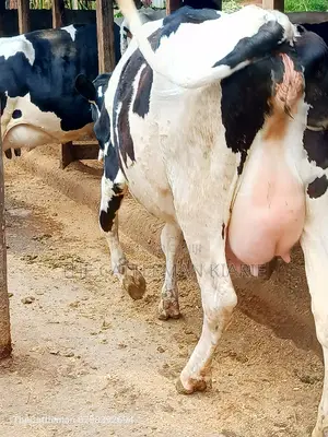 Holstein Friesian Dairy Cow for Sale