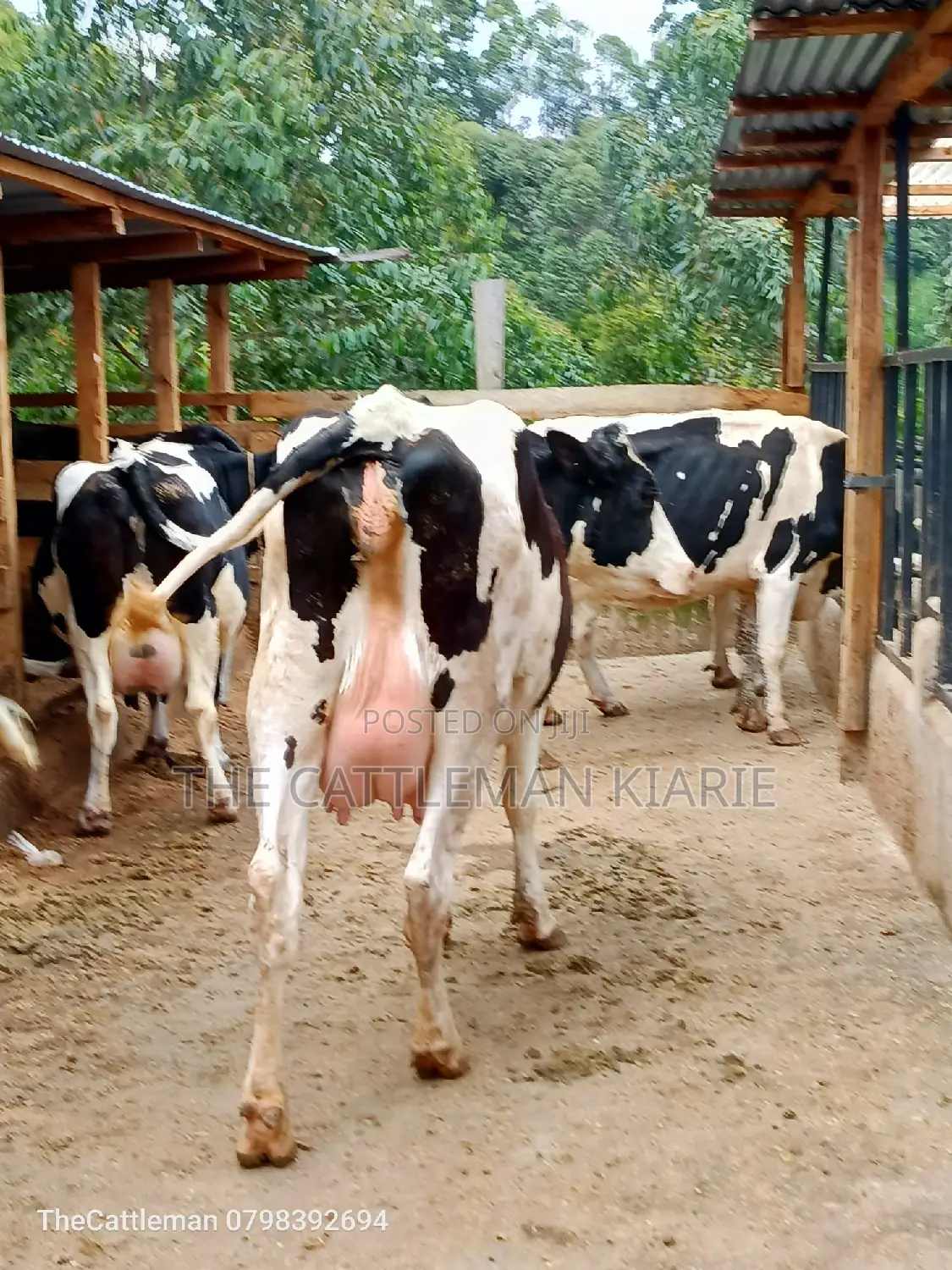 Holstein Friesian Dairy Cow for Sale