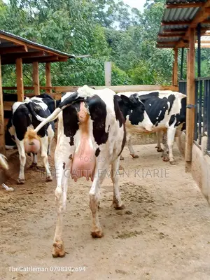 Holstein Friesian Dairy Cow for Sale