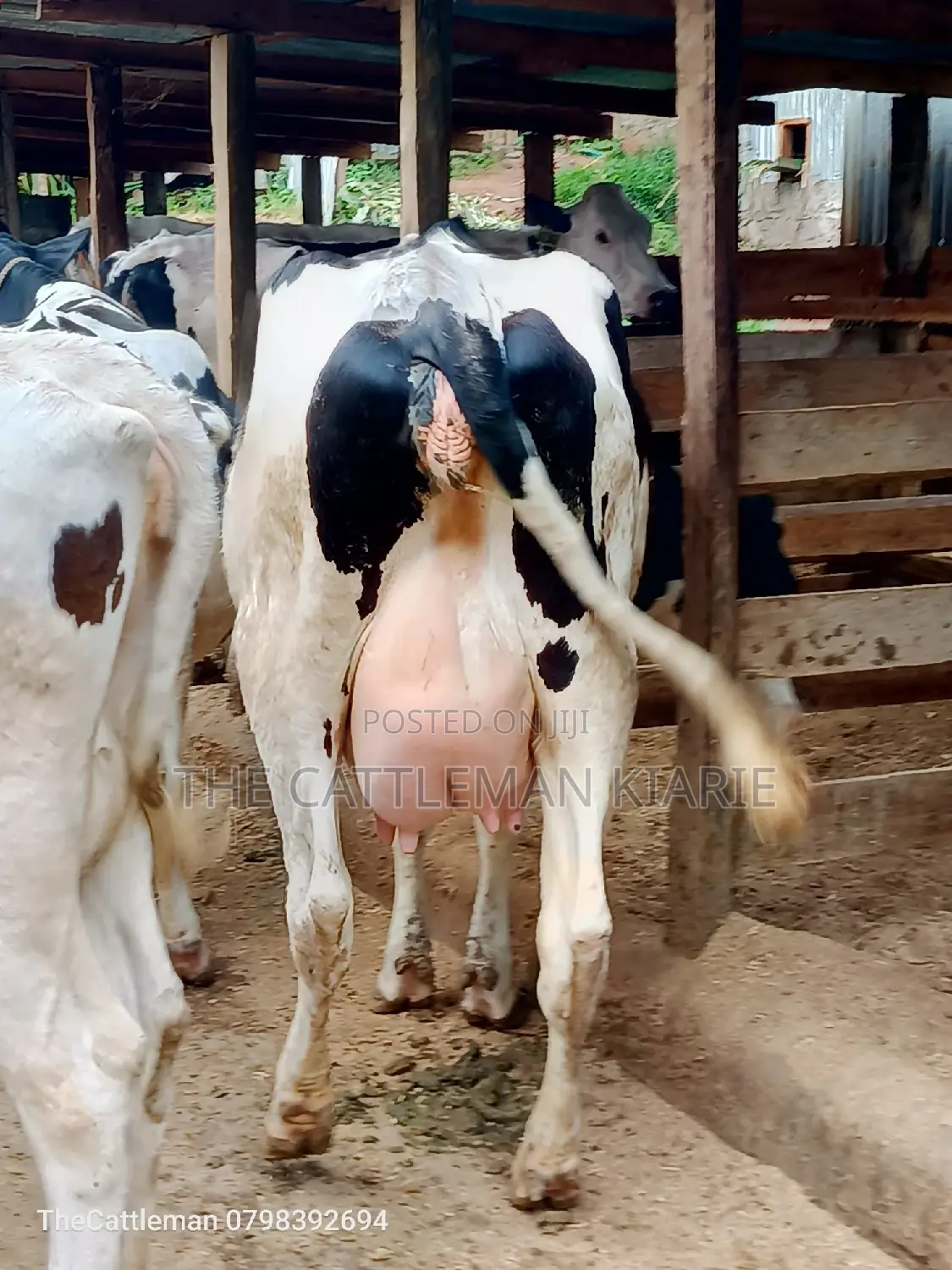 Holstein Friesian Dairy Cow for Sale