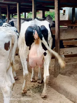 Holstein Friesian Dairy Cow for Sale