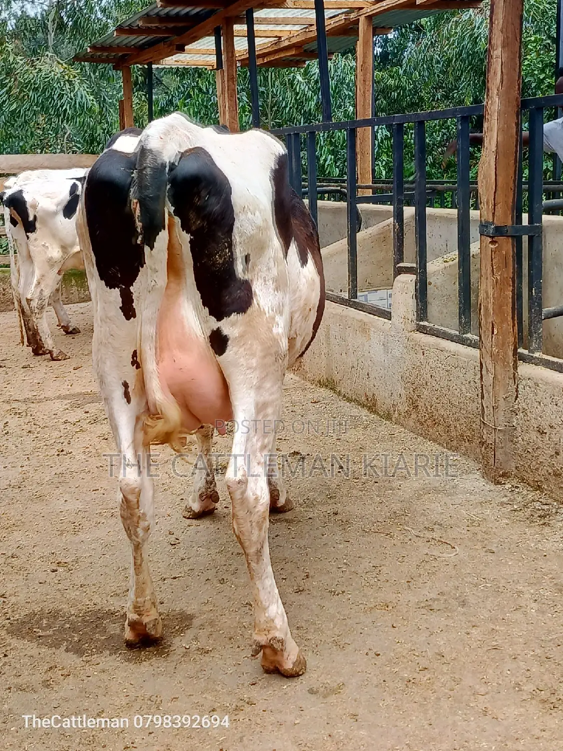 Holstein Friesian Dairy Cow for Sale