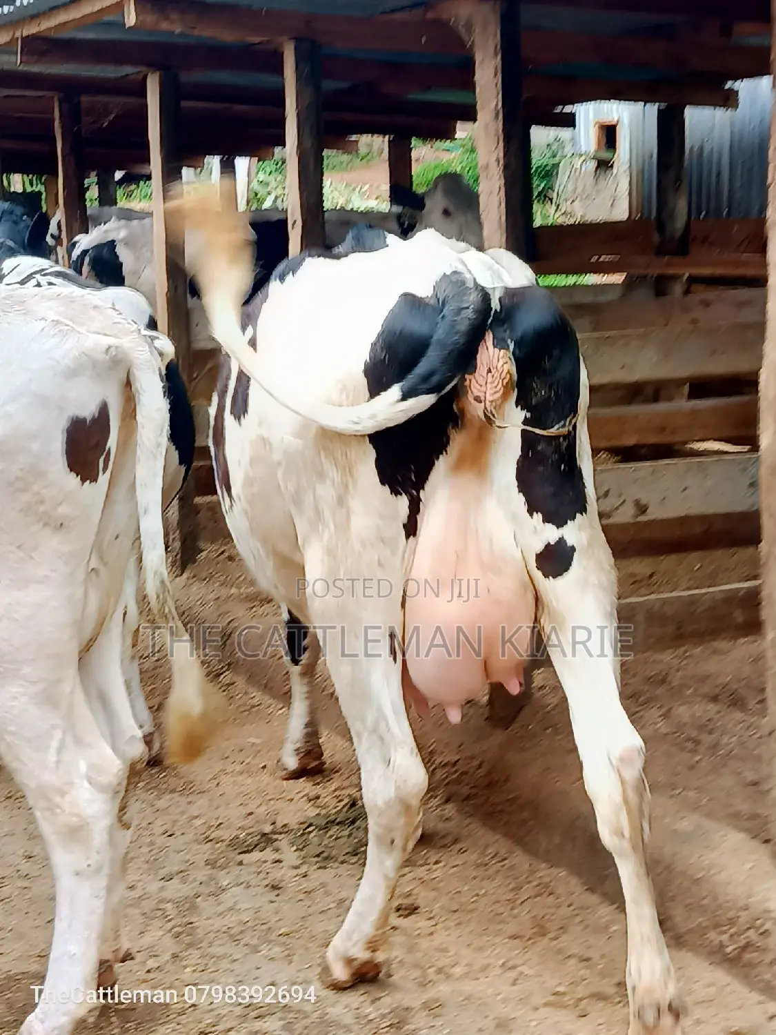 Holstein Friesian Dairy Cow for Sale