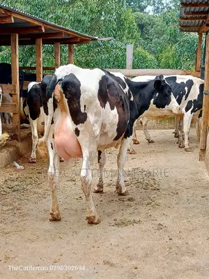 Holstein Friesian Dairy Cow for Sale