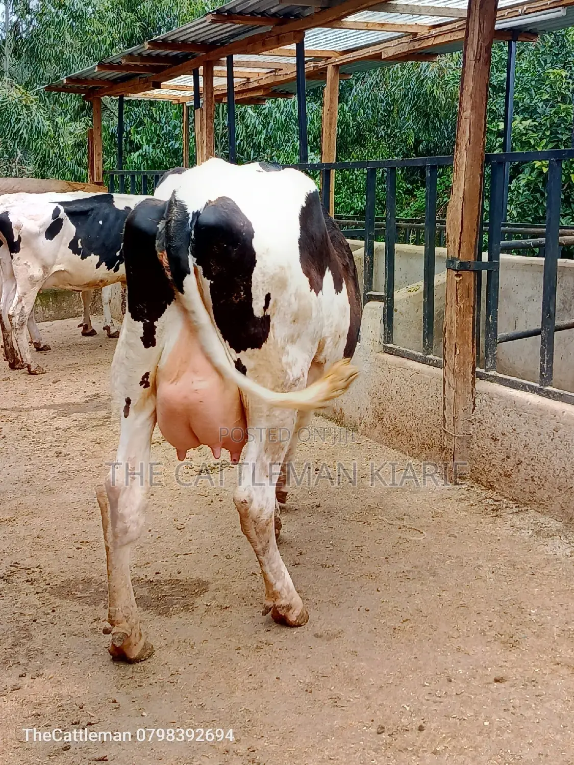 Holstein Friesian Dairy Cow for Sale