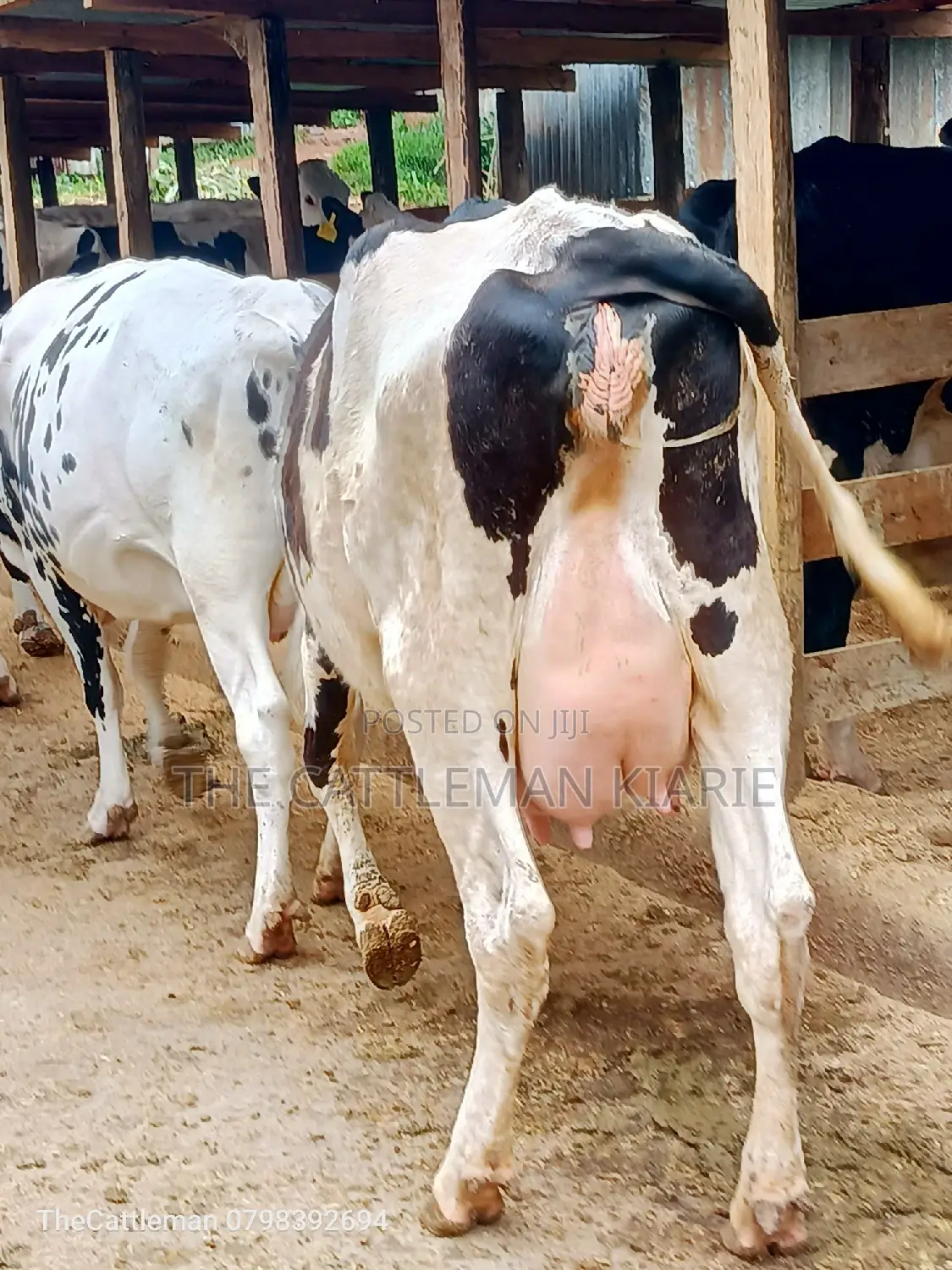 Holstein Friesian Dairy Cow for Sale