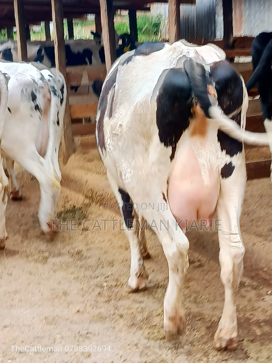 Holstein Friesian Dairy Cow for Sale