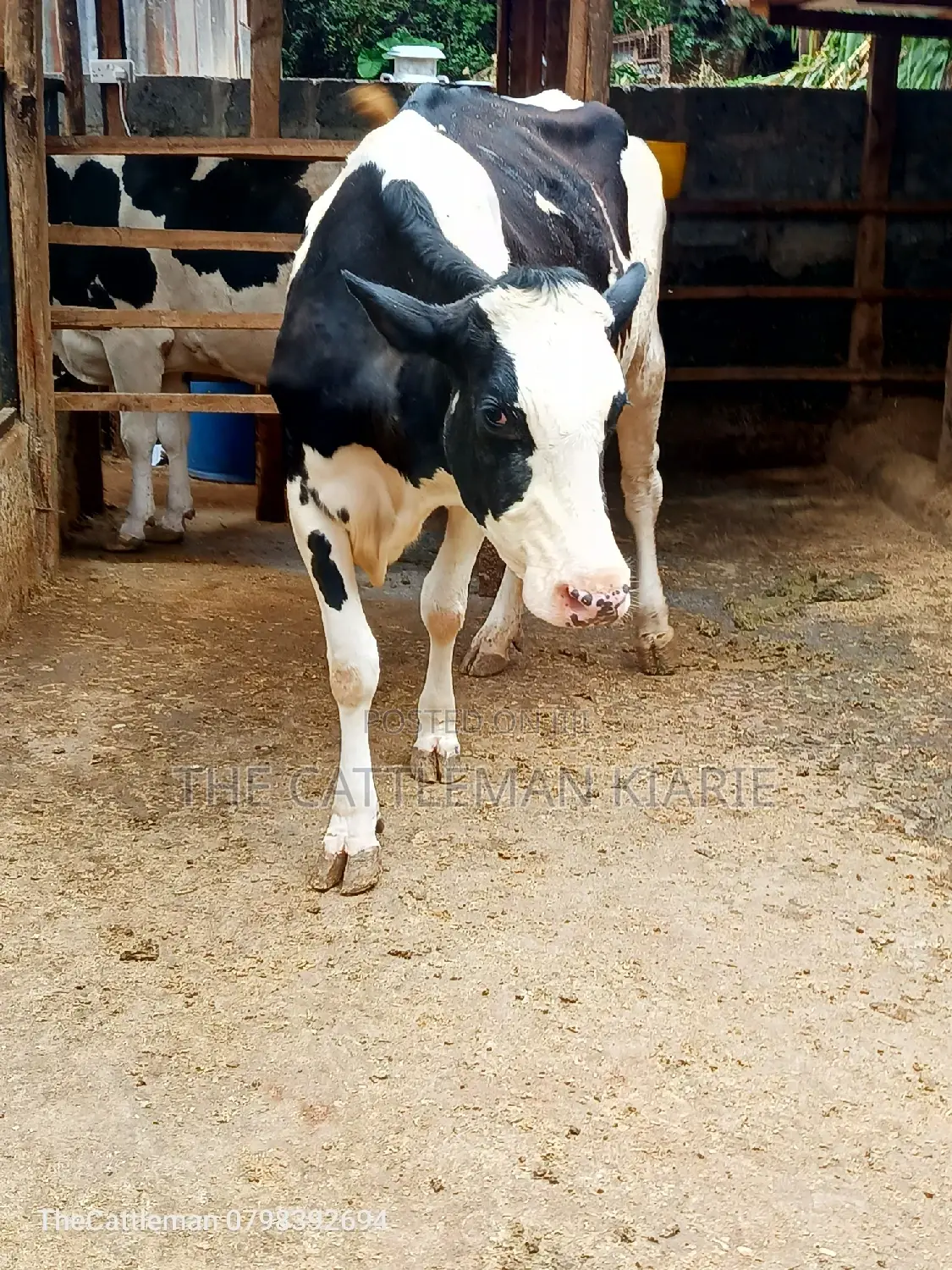 Holstein Friesian Dairy Cow for Sale
