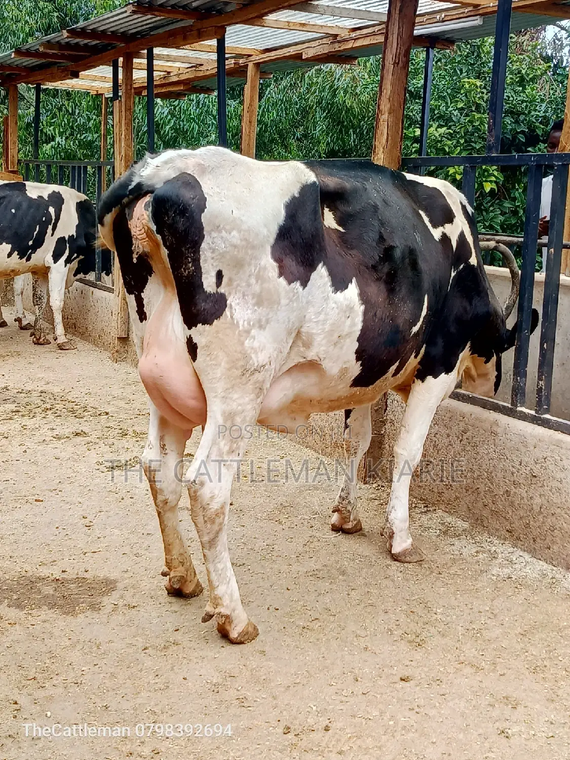 Holstein Friesian Dairy Cow for Sale