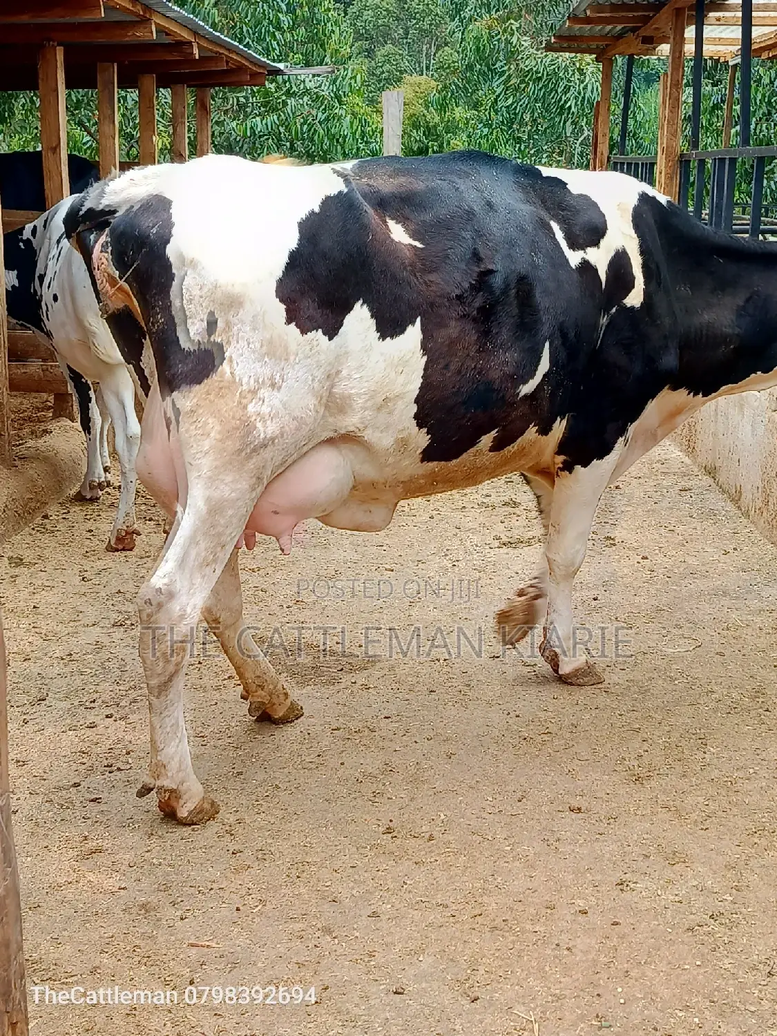 Holstein Friesian Dairy Cow for Sale