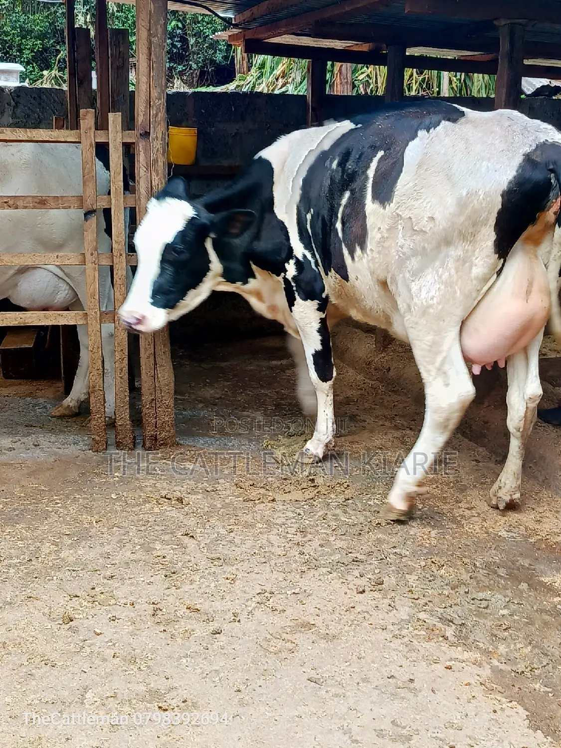 Holstein Friesian Dairy Cow for Sale