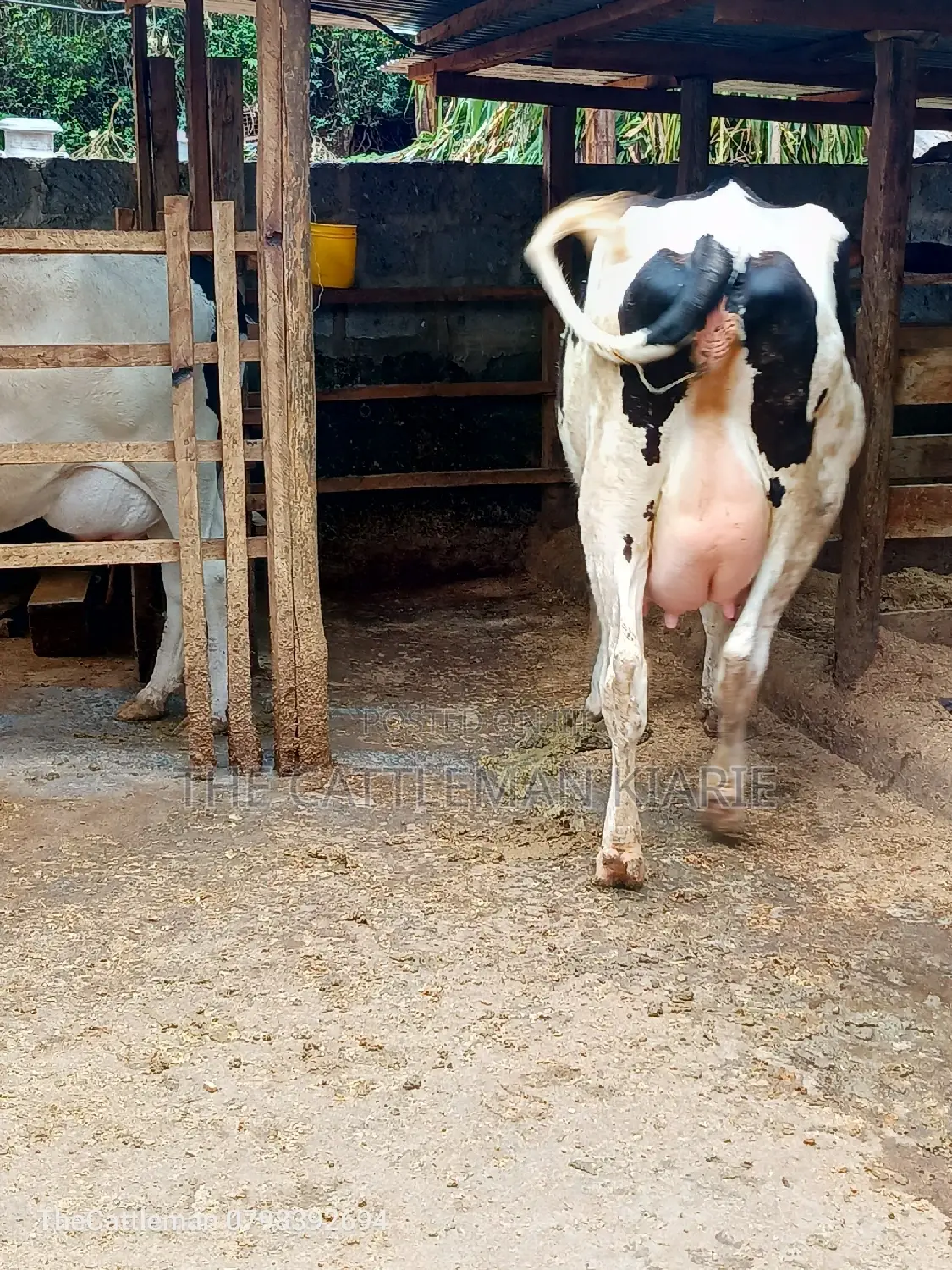 Holstein Friesian Dairy Cow for Sale