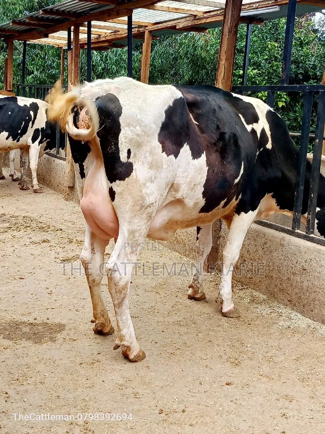 Holstein Friesian Dairy Cow for Sale