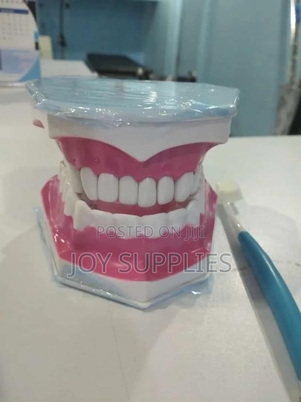 Dental Model - main view