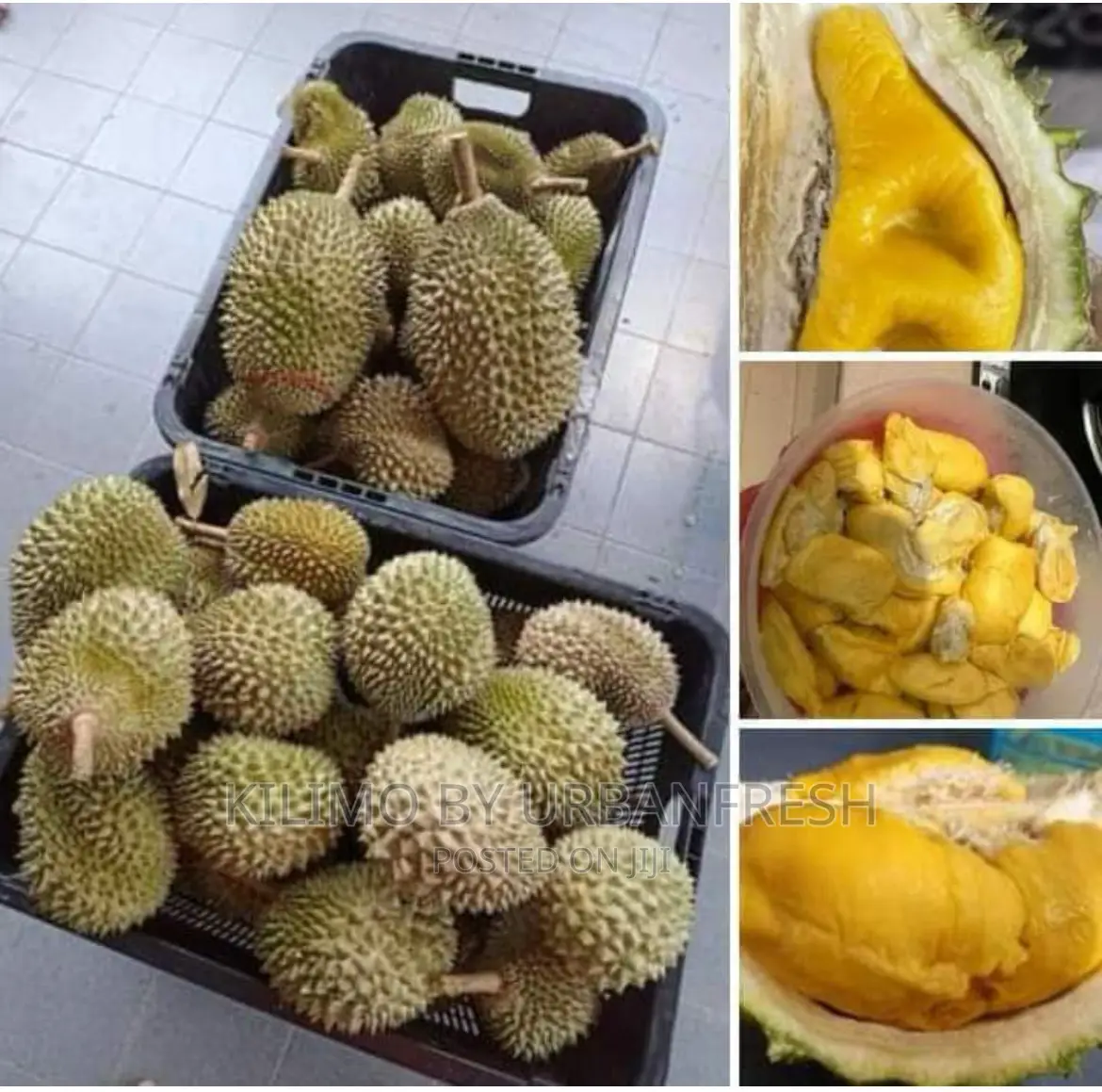 Durian Fruit Seedlings.