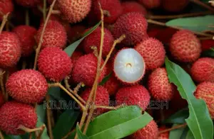 Lychees Fruit Seedling.