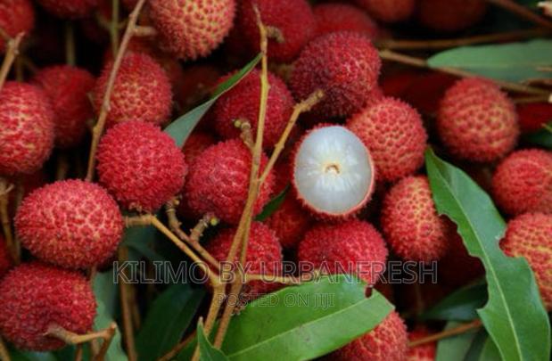 Lychees Fruit Seedling. - thumbnail 3