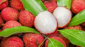 Lychees Fruit Seedling.