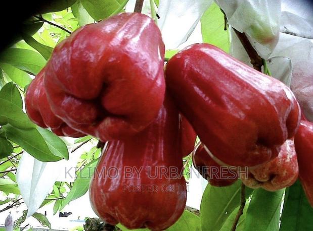 Malay Apple Fruit Seedling - main view