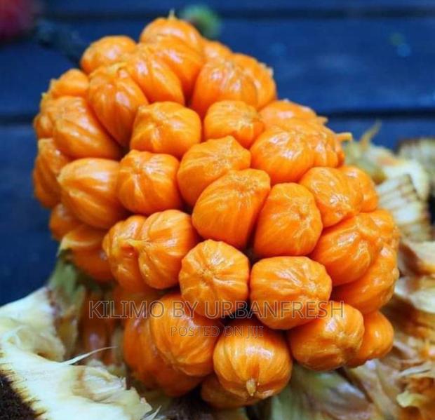 Yellow Dwarf Jackfruit Seedling Moq 5 - main view