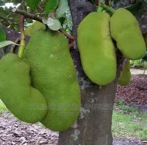 Yellow Dwarf Jackfruit Seedling Moq 5