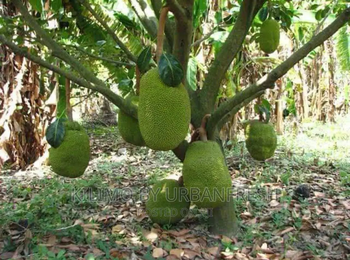 Yellow Dwarf Jackfruit Seedling Moq 5