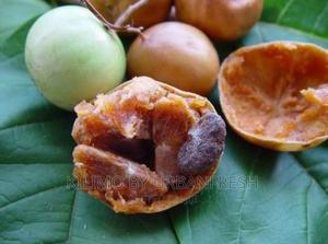 Spanish Tamarind Fruit Seedlings. - thumbnail 2