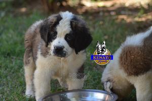 1-3 months Female Purebred Saint Bernard - thumbnail 2