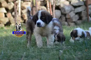 1-3 months Female Purebred Saint Bernard